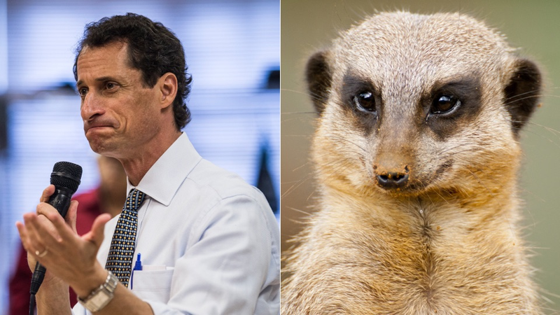 Images via Getty and Shutterstock.